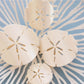 Teleties Sand Dollar Flat Clip-Medium