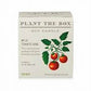 Kobo Candles Wild Tomato Vine Plant the Box Candle