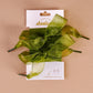 The Darling Effect Step It Up Shoelaces-Sheer Green